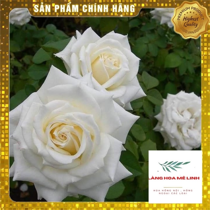 Hoa hồng bụi Jeanne Moreau [❄TRẮNG TINH KHÔI- SIÊU ĐẸP❄] là giống hồng bụi được lai tạo tại Pháp  sai hoa và lặp tốt.