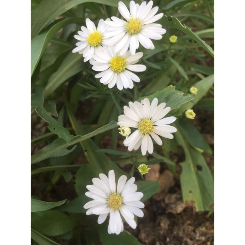 Combo 9 màu hoa thạch thảo