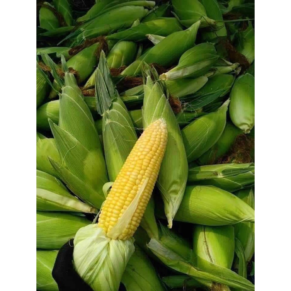 Hạt giống bắp mỹ F1 loại ngọt siêu dễ trồng [ Gói 100gram, 200 gram, 500gram ]