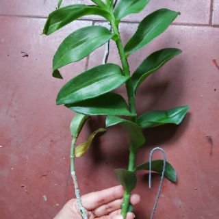 Phi điệp den mento