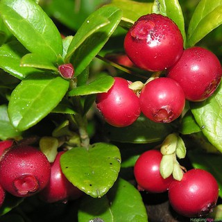 Hạt Giống Việt Quất Đỏ - 30 hạt