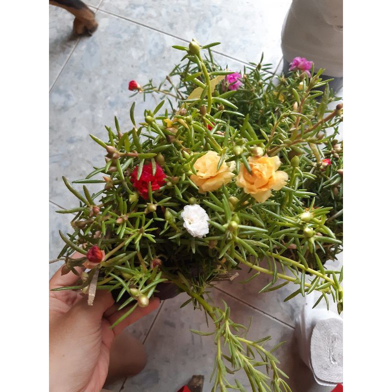 COMBO 3 chậu hoa mười giờ Thái nhiều màu