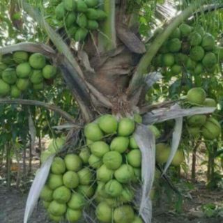 Cây 🌲 Dừa Xiêm lùn... siêu trái