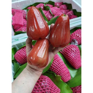 Cây Mận đỏ Thongsamsri