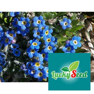 Gói lưu ly xanh 100 hạt LUCKYSEED
