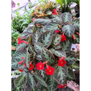 Cây gấm tiểu muội