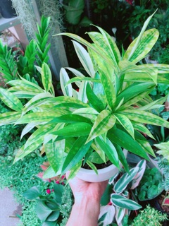 Chậu Cây Trúc Nữ Hoàng (trúc nhật)