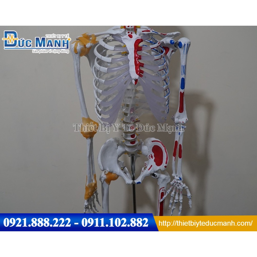 Mô hình xương người cao 170cm có rễ thần kinh và dây chằng quanh khớp
