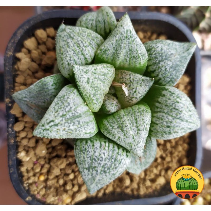 Sen đá kim cương | Haworthia Picta Okubo dễ chăm