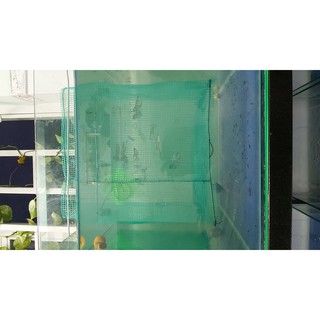 Lồng đẻ guppy