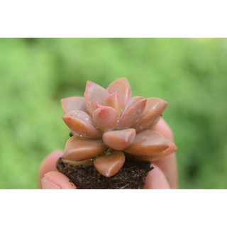 sen đá đá đỏ mini 2-4cm