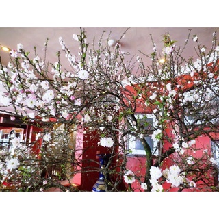 HOA MAI TRẮNG ( nhất chi mai) - BẦU CÂY LỚN