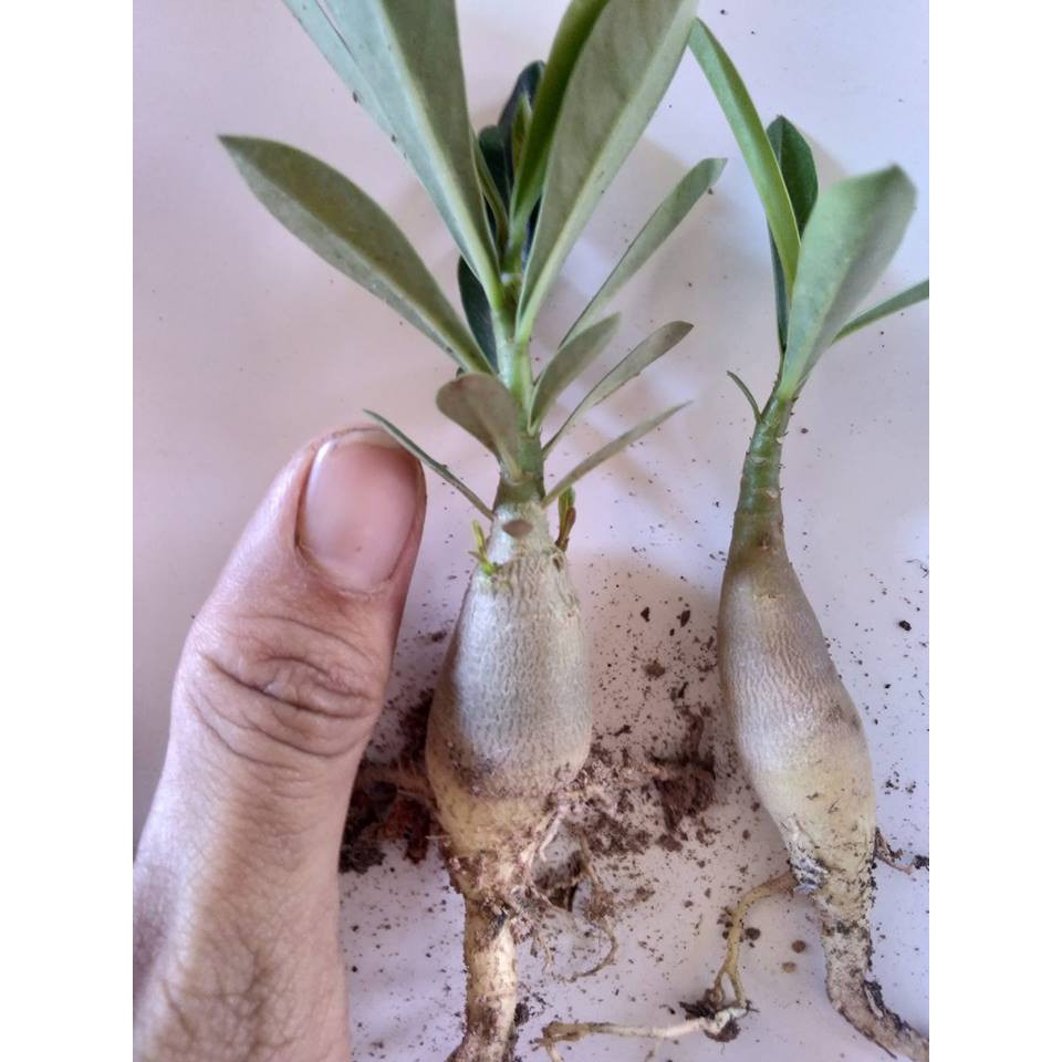 combo 10 cây xứ giống