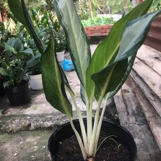 Cây giữ tiền