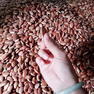 🥜 HẠT KƠNIA 🍃🍃CÓ SẴN