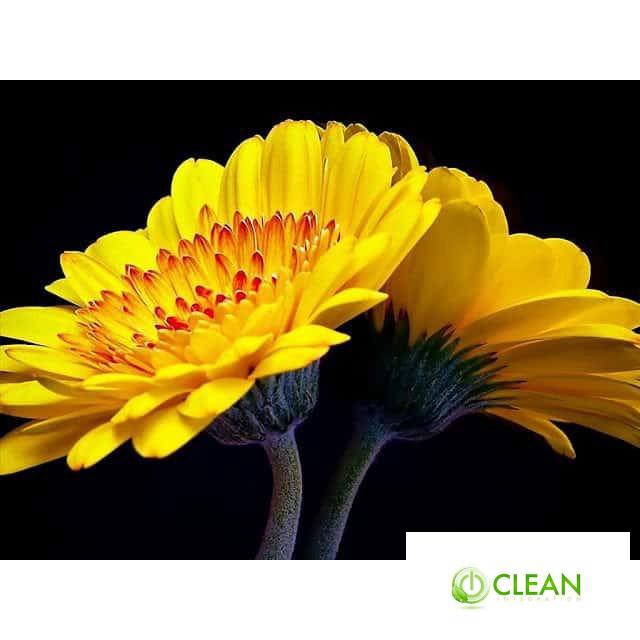 Gói 100 Hạt Giống Hoa Đồng Tiền Kép Lùn - Mix