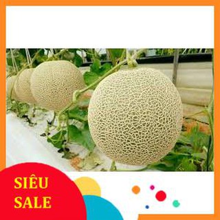 Hạt giống dưa lưới xanh ruột cam siêu ngọt 20 hạt  TẾT KHUYẾN MẠI