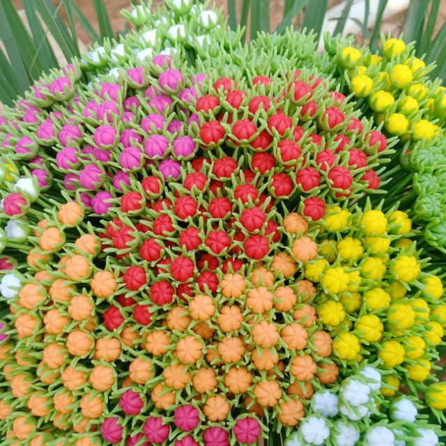 Nụ sao nhái