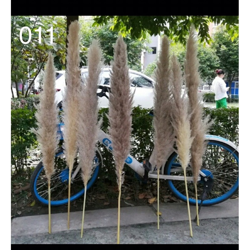 Cỏ lau khô nhập khẩu
