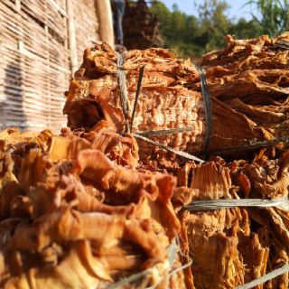 hạt giống măng nứa 50g