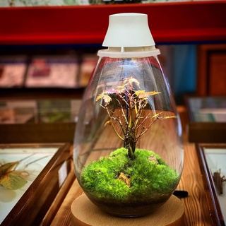Bộ bình thủy tinh mosslight terrarium size 14x22cm