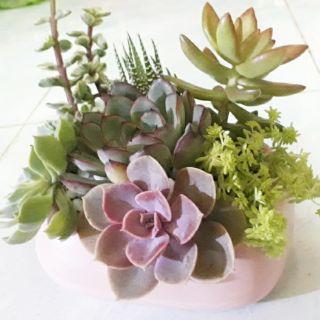 Chậu sen đá 150k
