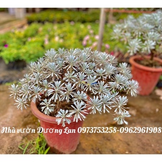 Cúc mốc dáng bon sai