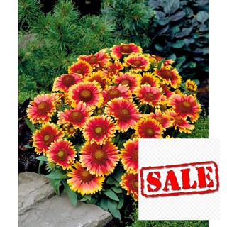 100 hạt giống cúc công chúa SALE