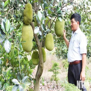 MÍT THÁI LAN RUỘT ĐỎ