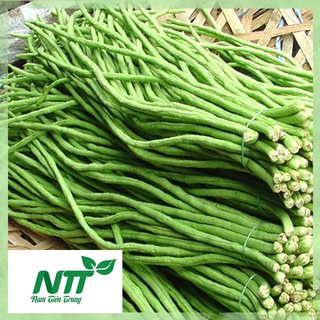 Hạt giống đậu đũa hạt đen trái xanh tn
