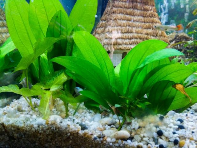 Cây thủy sinh thanh đản