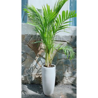 Chậu Cây Cau Vàng Lớn