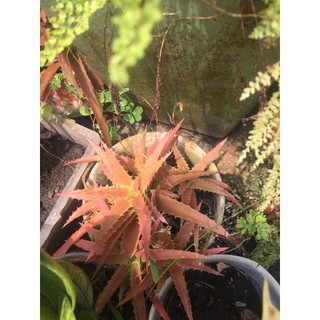 cây thơm kiểng bầu đất không chậu