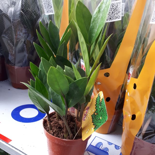 Cây kim tiền mini