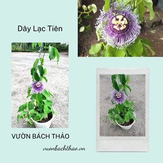 Cây hoa lạc tiên chậu treo