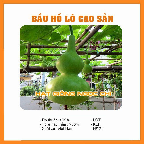 Hạt Giống Quả Bầu Hồ Lô - 10 Hạt