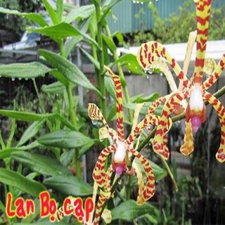 hoa lan bọ cạp(1 bó 10 thân)