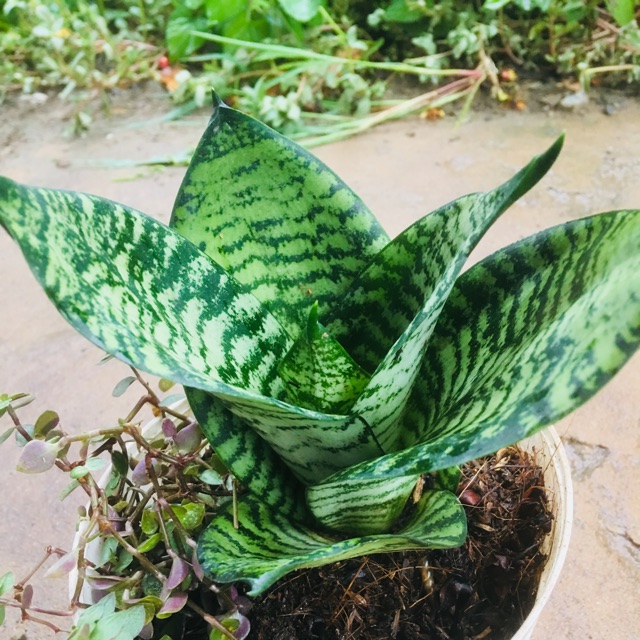 Lưỡi hổ xanh