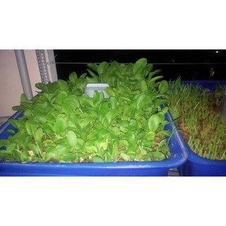 HẠT GIỐNG CẢI NGỌT(CHẤT LƯỢNG-UY TÍN)