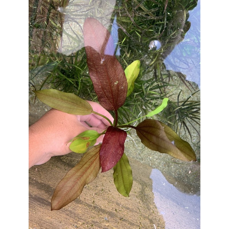 1 Cây trầu Ruby - Echinodorus x Barthii - 10k/cây