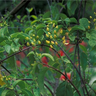 💙Cây hoa leo Mai hoàng yến cho ban công rực rỡ quanh nămc