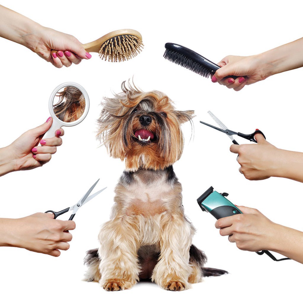 HCM - Dụng cụ cắt lông thú cưng gồm nhiều loại kéo thẳng chó tỉa và lược inox chải