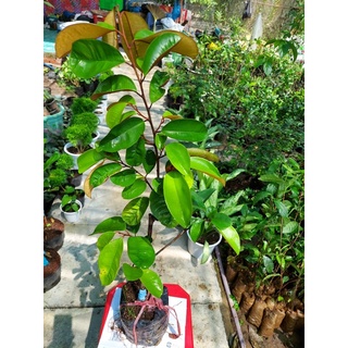 VÚ SỮA BƠ HỒNG