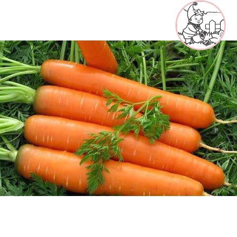 HẠT CÀ RỐT SHIN KURODA - GÓI 5 GRAM