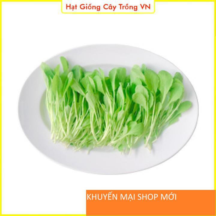 Hạt giống Cải Bẹ Xanh Mỡ Ăn Non Dễ Trồng, Nhanh Thu Hoạch - Gói 20 Gram khuyến mại shop mới