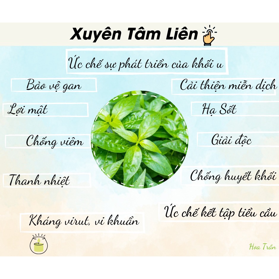 Trà thảo dược xuyên tâm liên Viet Healthy 100g