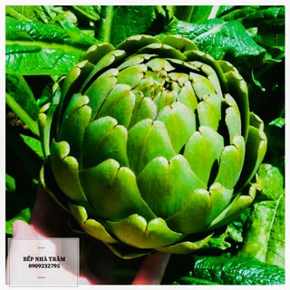 Bông atiso tươi 1kg hỏa tốc HCM 4H
