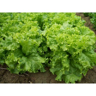 Hạt giống xà lách xoăn - gói 5 gram