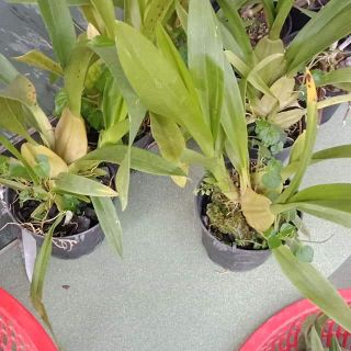 Vũ nữ mật ngọt sắp hoa