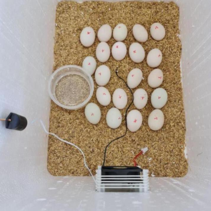 Máy ấp trứng Ánh Dương P100 ấp trứng gà, vịt, cút nở đạt 95% - Bảo hành 1 năm